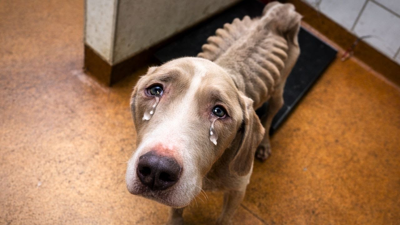 Shelter Dog Was Skin And Bones When He Left