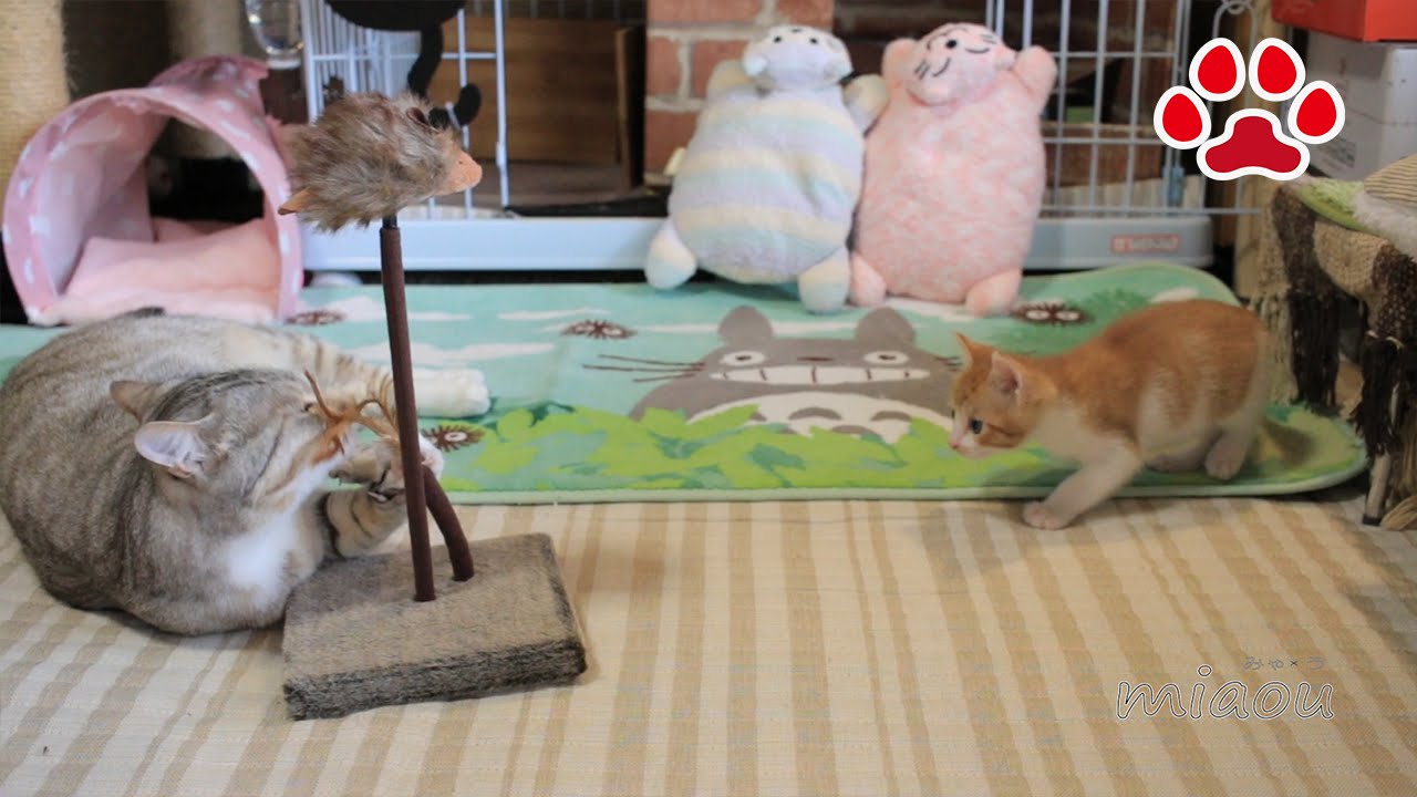 Cat игрушки. -Cats-