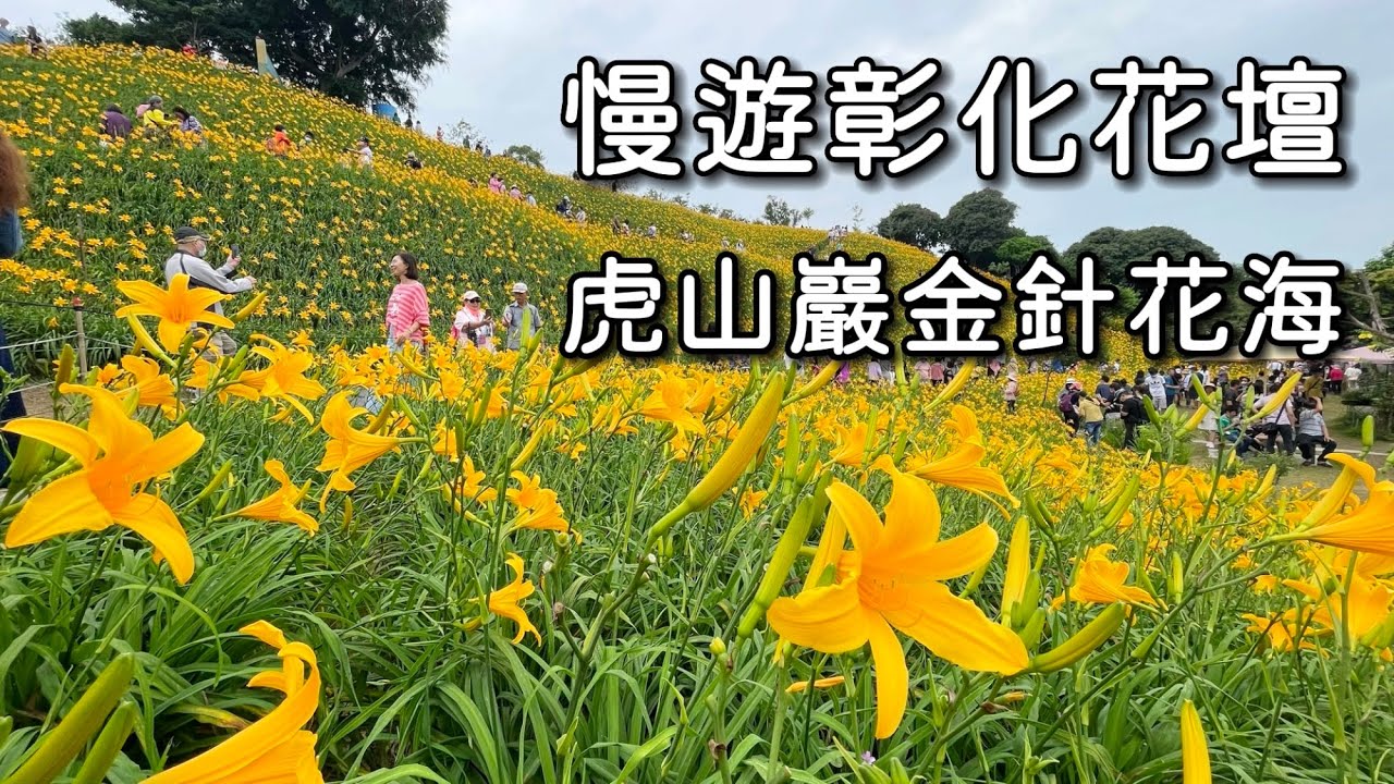 慢遊花壇虎山巖金針花海｜10萬株金針花海美景｜台灣彰化觀光旅遊景點推薦