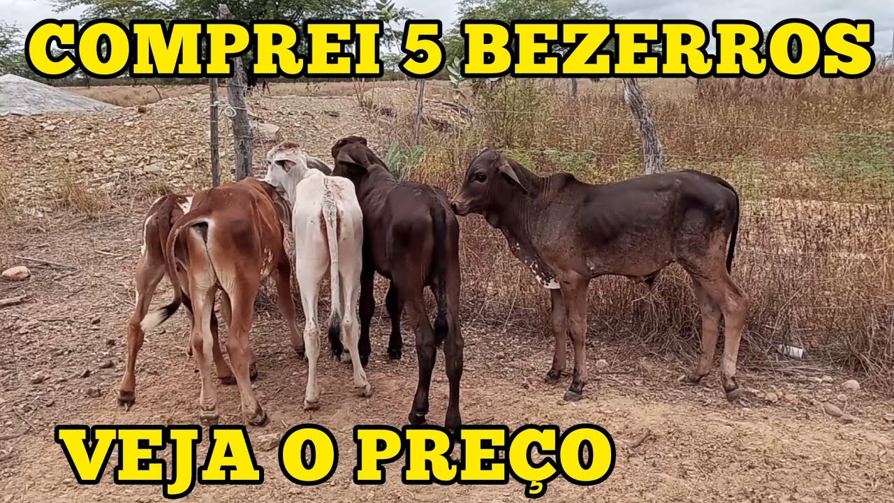 COMPREI 5 BEZERROS ANELORADOS - VEJA O PREÇO