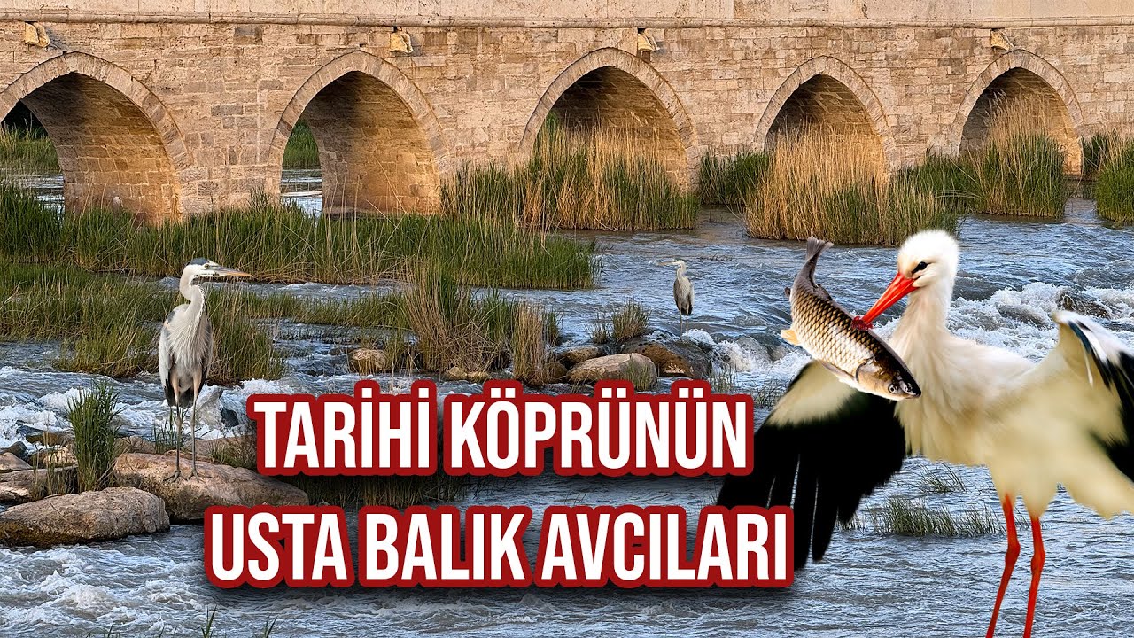 Tarihi Köprünün Usta Balık Avcıları | SİVAS