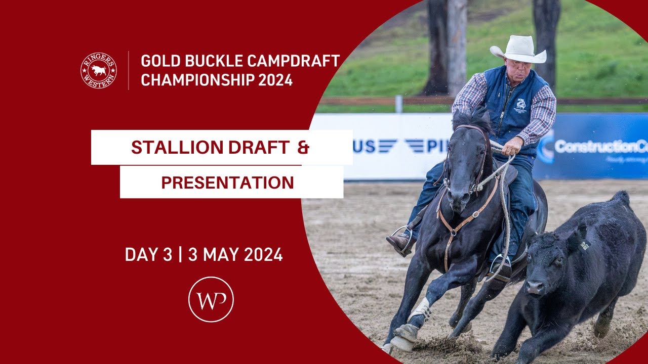 STALLION SHOOT OUT | Ringers Western Gold Buckle Campdraft Championship 2024  | 3rd May 2024.