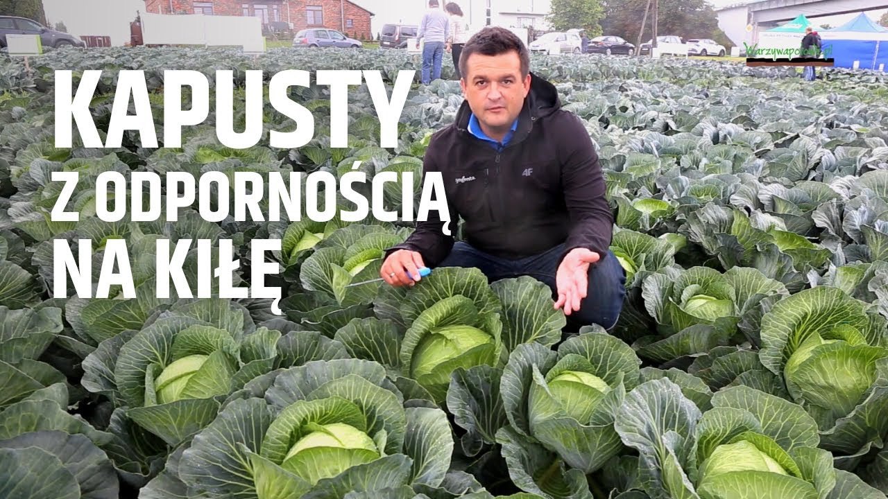 Kapusty z odpornością na kiłę kapusty - trzy nowe odmiany od Syngenta