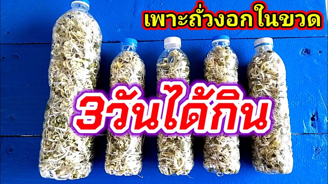💥สุดเจ๋ง!! เพาะถั่วงอกในขวดพลาสติก3วันได้กิน ทำง่ายๆ อธิบายละเอียด/พ่อบ้านยุคใหม่/💥