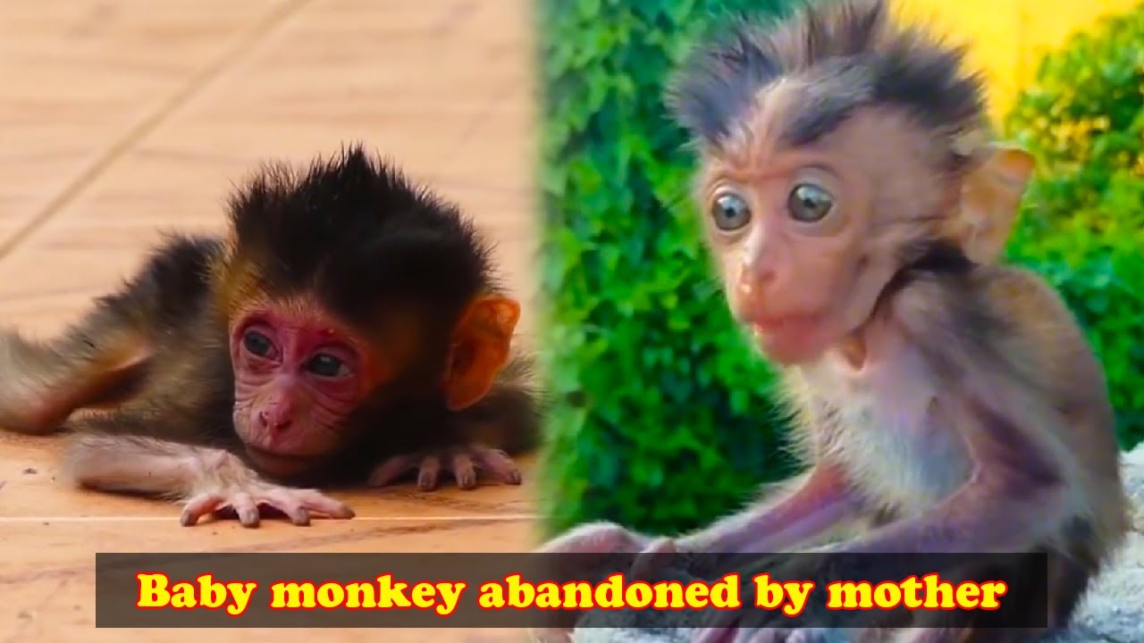 Baby monkey abandoned by mother monkey, face extremely confused and scared