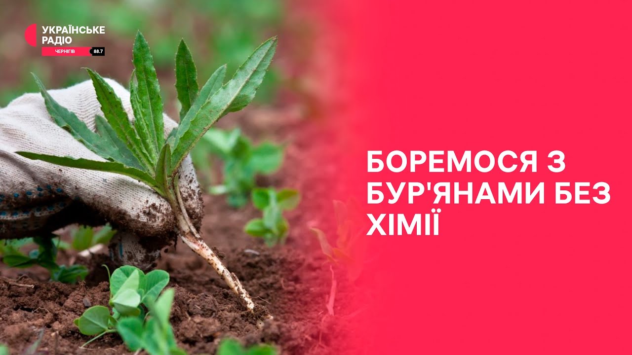 Як боротися з бур’янами без хімічних препаратів?  |  Дім, сад, город