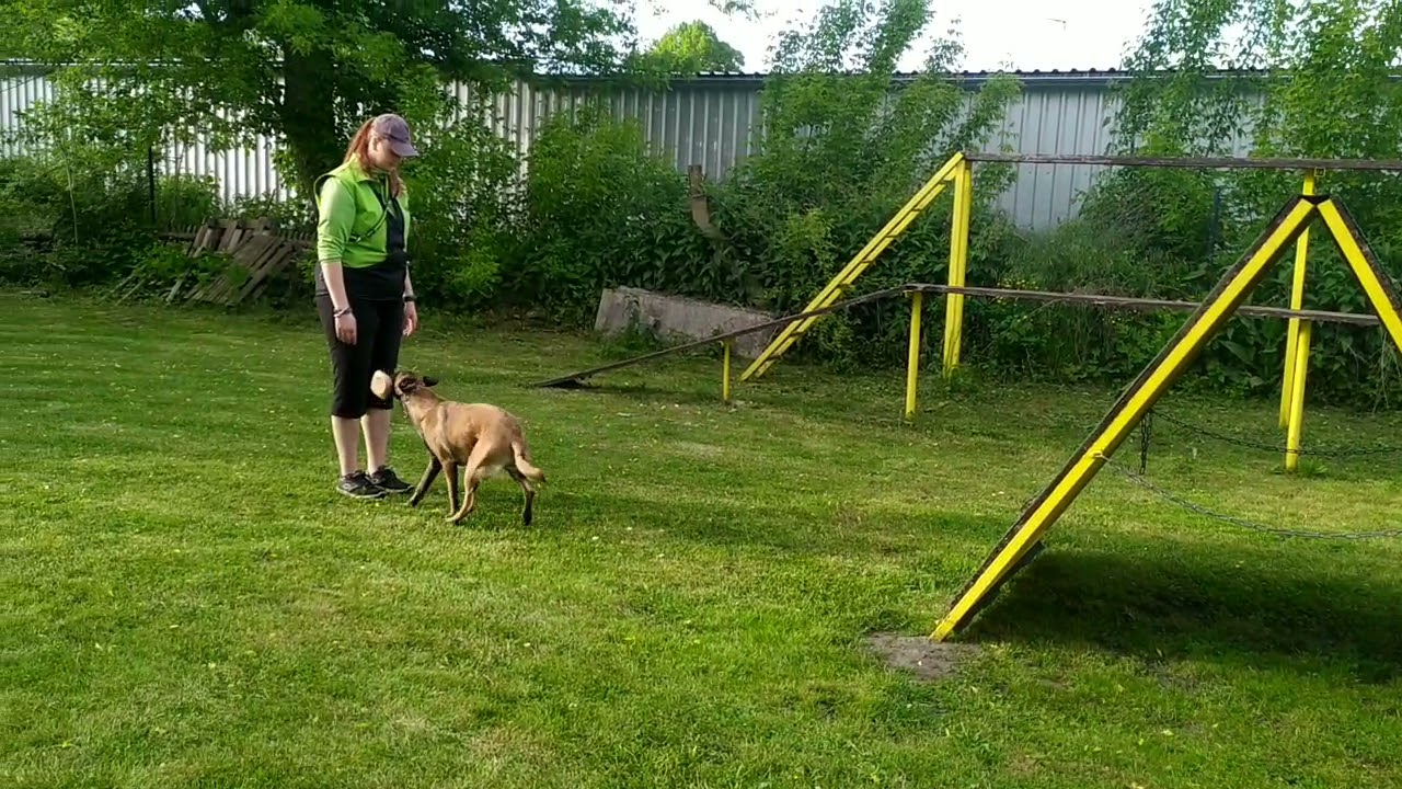 Belgický ovčák malinois Fatty z dračího údolí