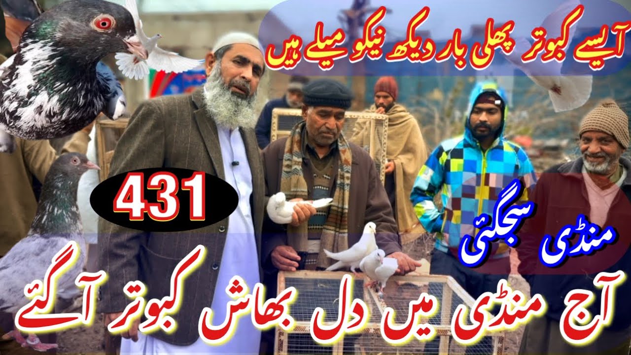431) Lahore lari ada kabootar mandi || کبوتر منڈی || #amjadaliofficial 