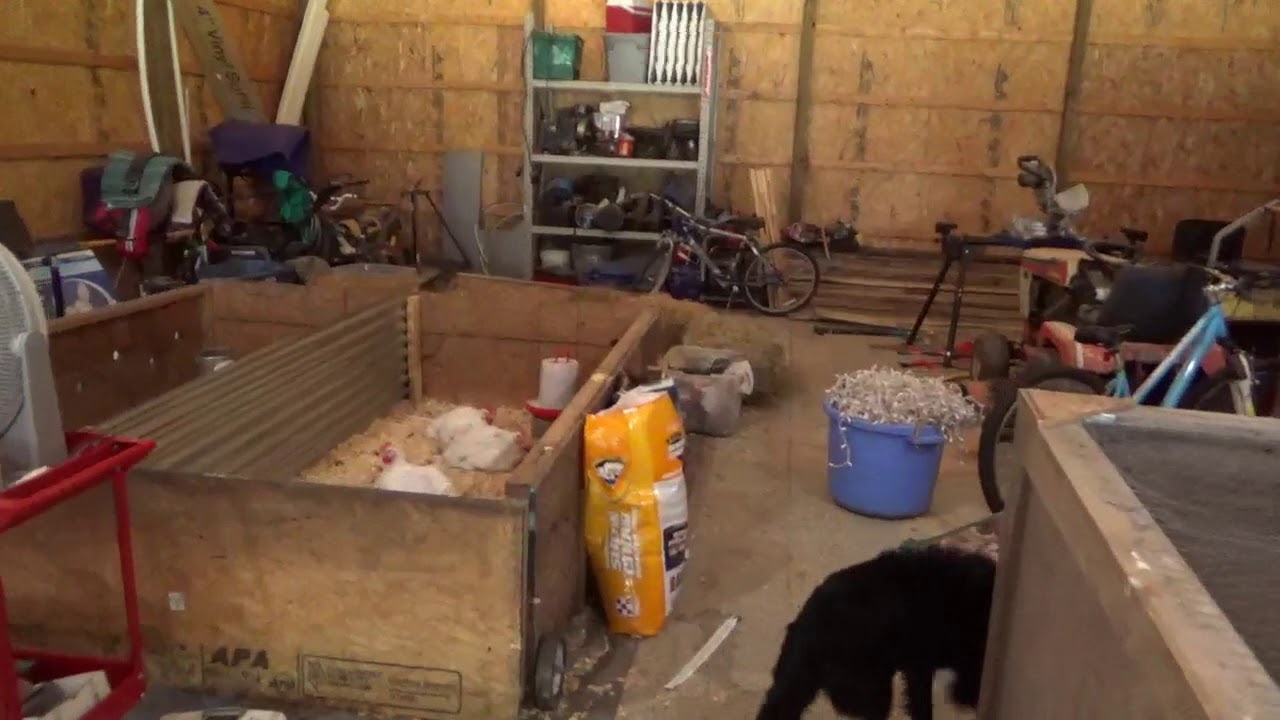 The Hobby Farm/ Update on the fence and the meat chickens!