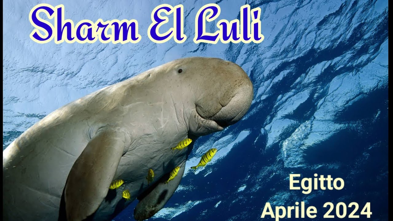 Sharm el luli - Egitto Aprile 2024