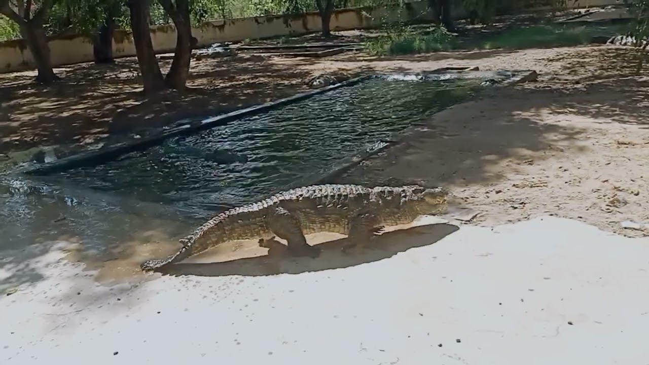 Amaravathii Dam🌊🐊# Crocodile Fight Scene😱# Subscripe frnds👍🏻