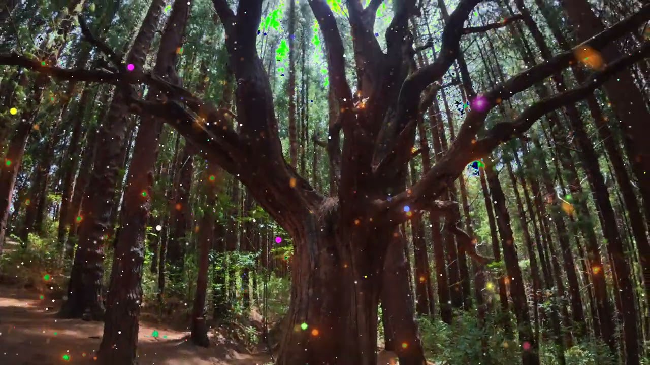 Arbol Embrujado de Prusia , El Bosque que nació de la Ceniza Volcánica
