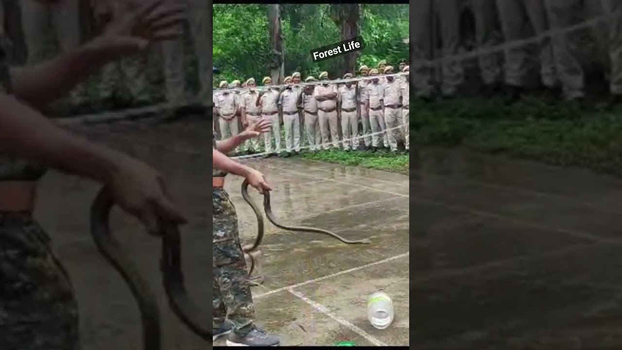 amazing snake rescue trainning #trending #viral #shorts #training #mp #bihar #forestguard