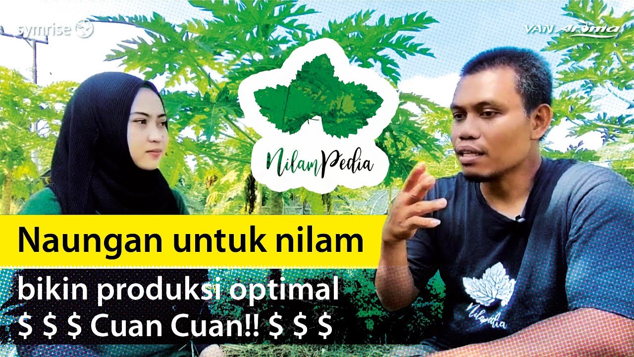 60. Naungan untuk nilam, bikin produksi optimal - cuan cuan!!