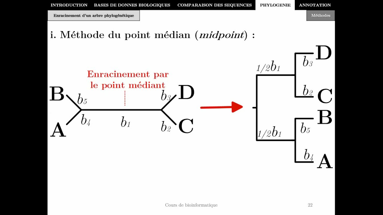 Bioinformatique - Chapitre 4 - Phylogénie P1 -  Master Biotechnologie Alimentaire 2021
