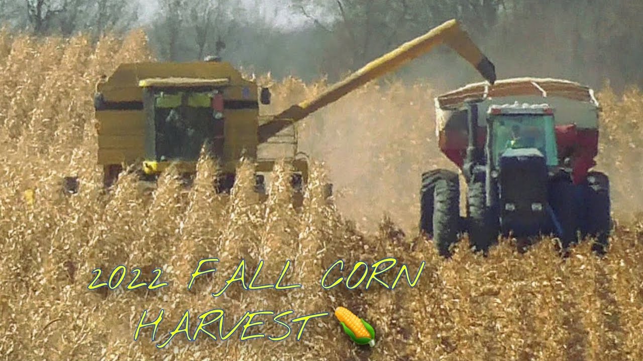 2022 CORN HARVEST 🌽  NEW HOLLAND TR 99 and TR98 COMBINES SHELLING CORN