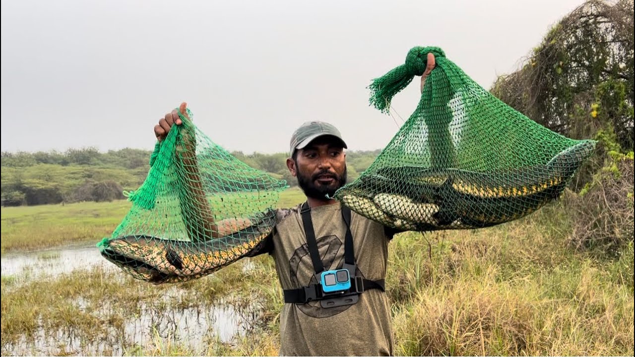 #shaik thayab fishing 🎣||video||black snakehead fishing amazing||subscribe for more video🐟🐠👍