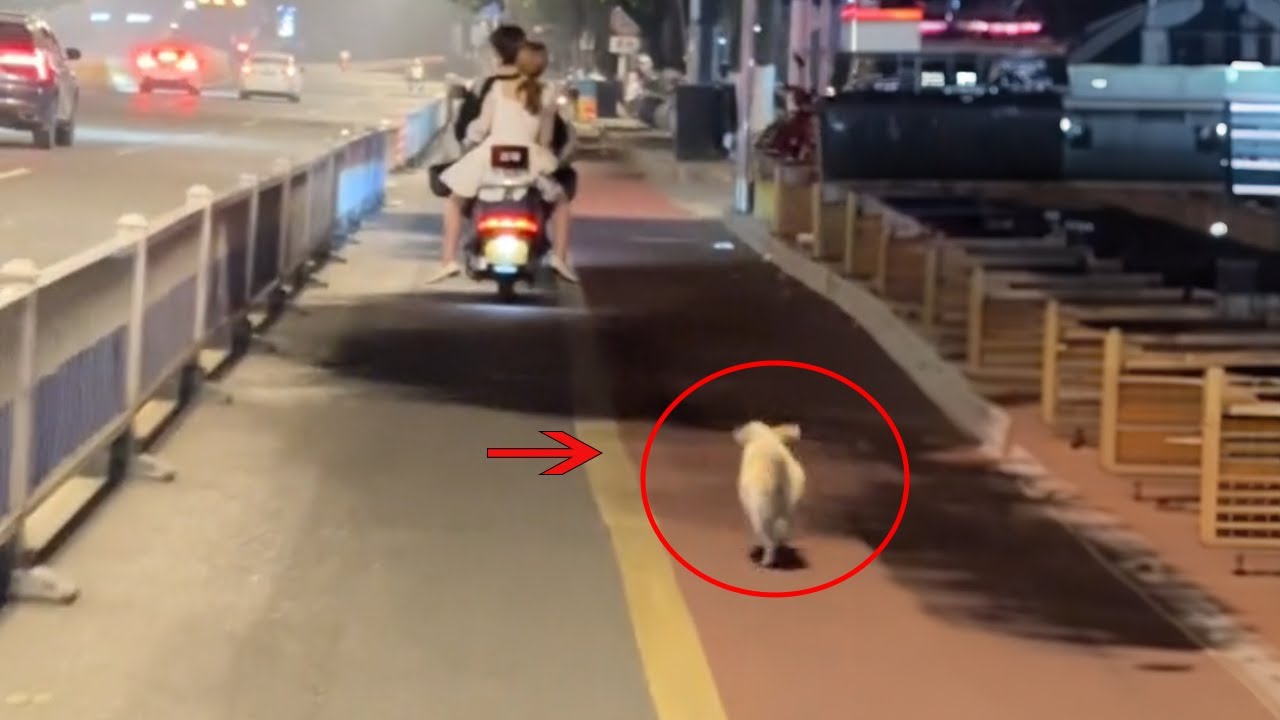 I Only Gently Petted Her , She Followed Us for 6 Kilometers