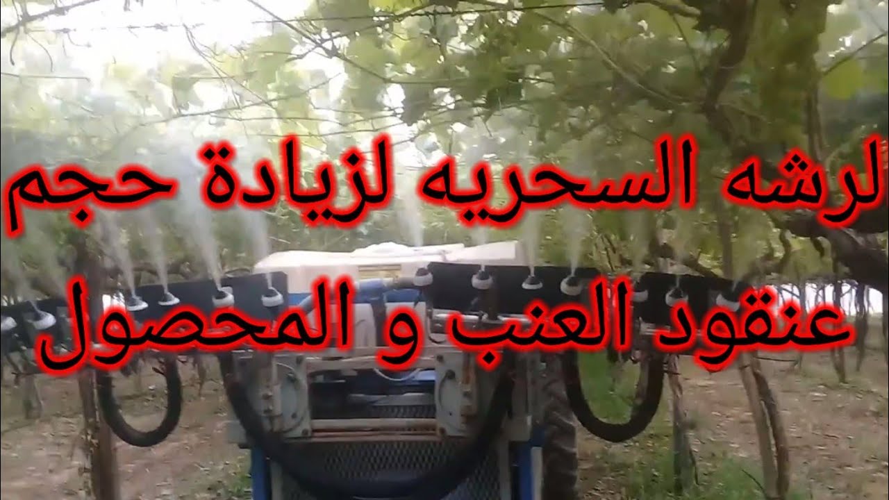 الرشه السحريه لزيادة حجم عنقود العنب و المحصول