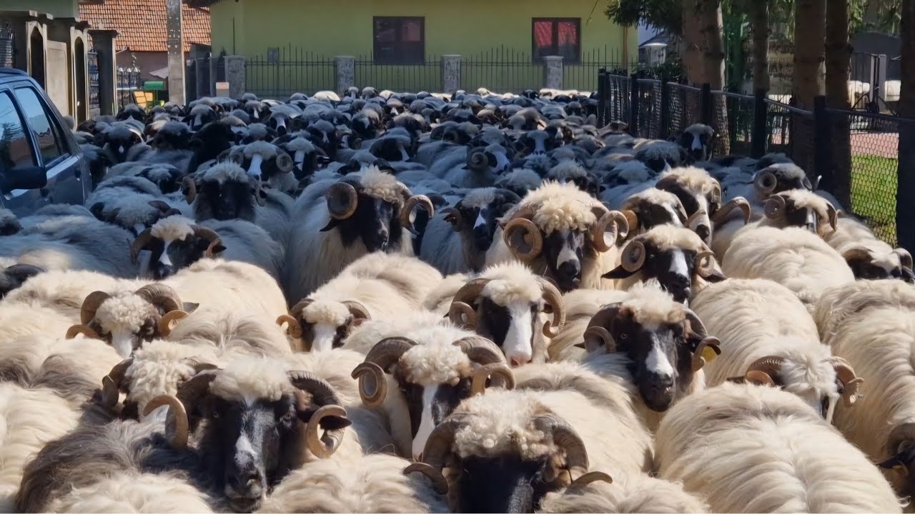 TURMA DE OI A LUI VIDICĂ COBOARĂ DIN RETEZAT 23.09.2024