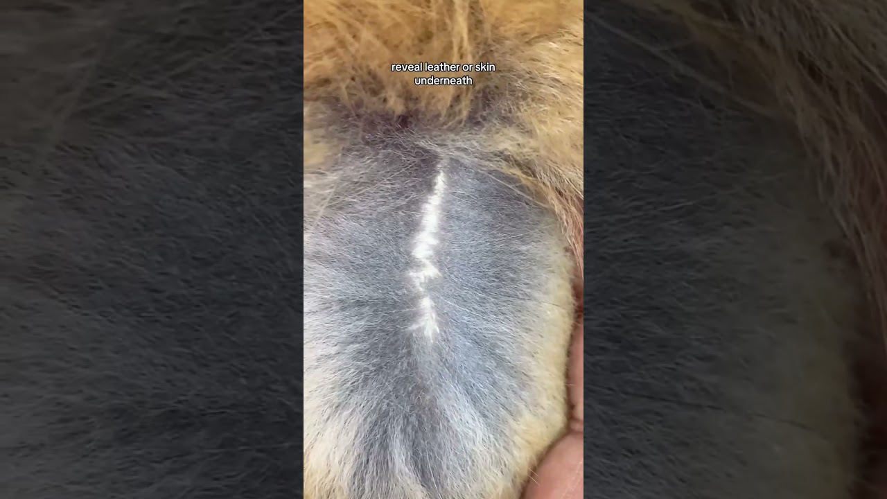 How to tell the difference between real and fake fur!🧥