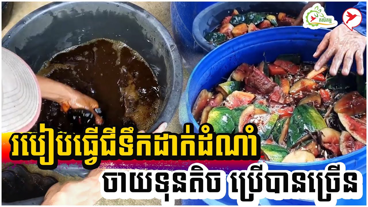 របៀបធ្វើជីទឹកដាក់ដំណាំ ចាយទុនតិច ប្រើបានច្រើន | កម្មវិធីកសិកម្ម