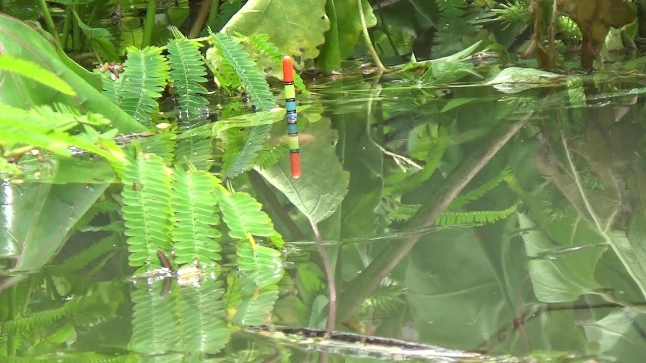 WGM FISHING, THE NEWEST DUCK TOURIST SPOT, STARTING TO BE STORMED BY ANGLERS #fishing #fish #mancing