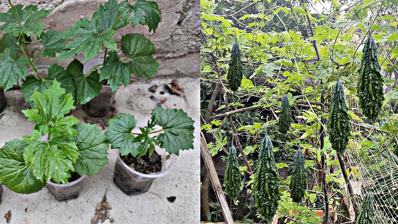 growing bitter melon in use recycling plastic containers|| growing bitter melon with kitchen waste 