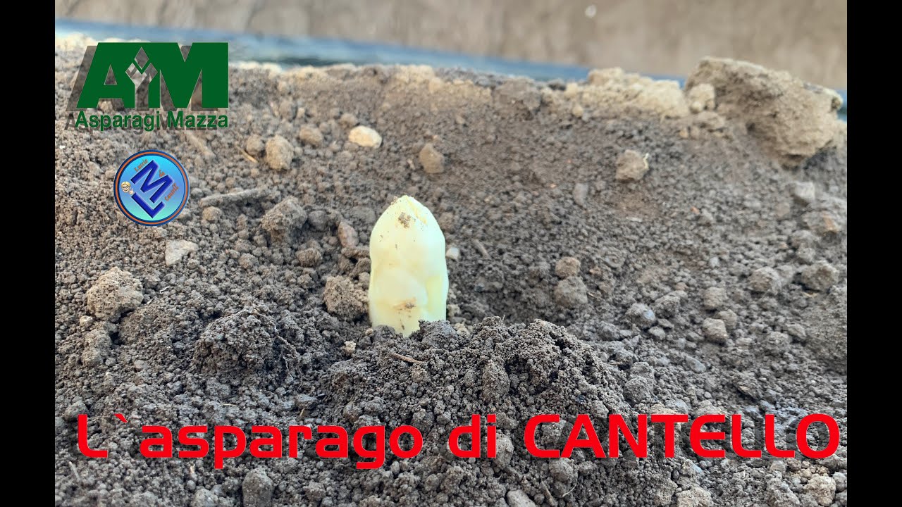 La coltura degli Asparagi di CANTELLO (ai tempi del covid-19)