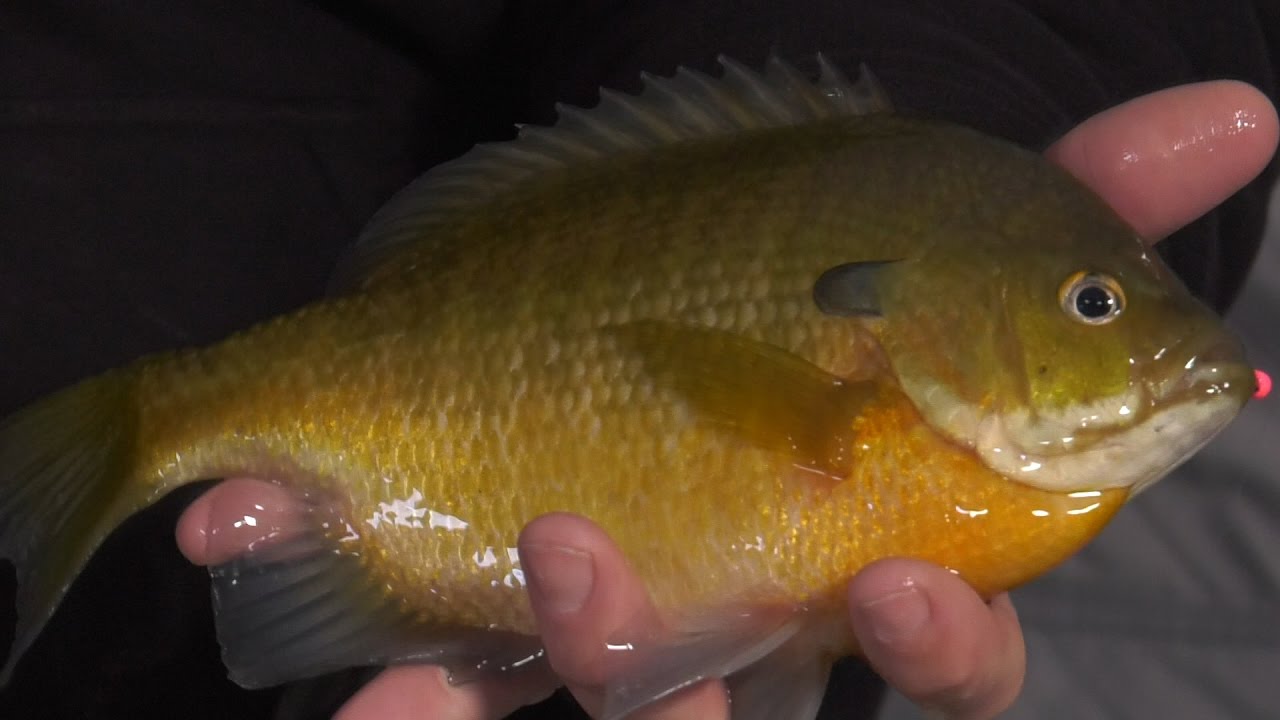 First Ice Panfish - In-Depth Outdoors TV, Season 11 Episode 5