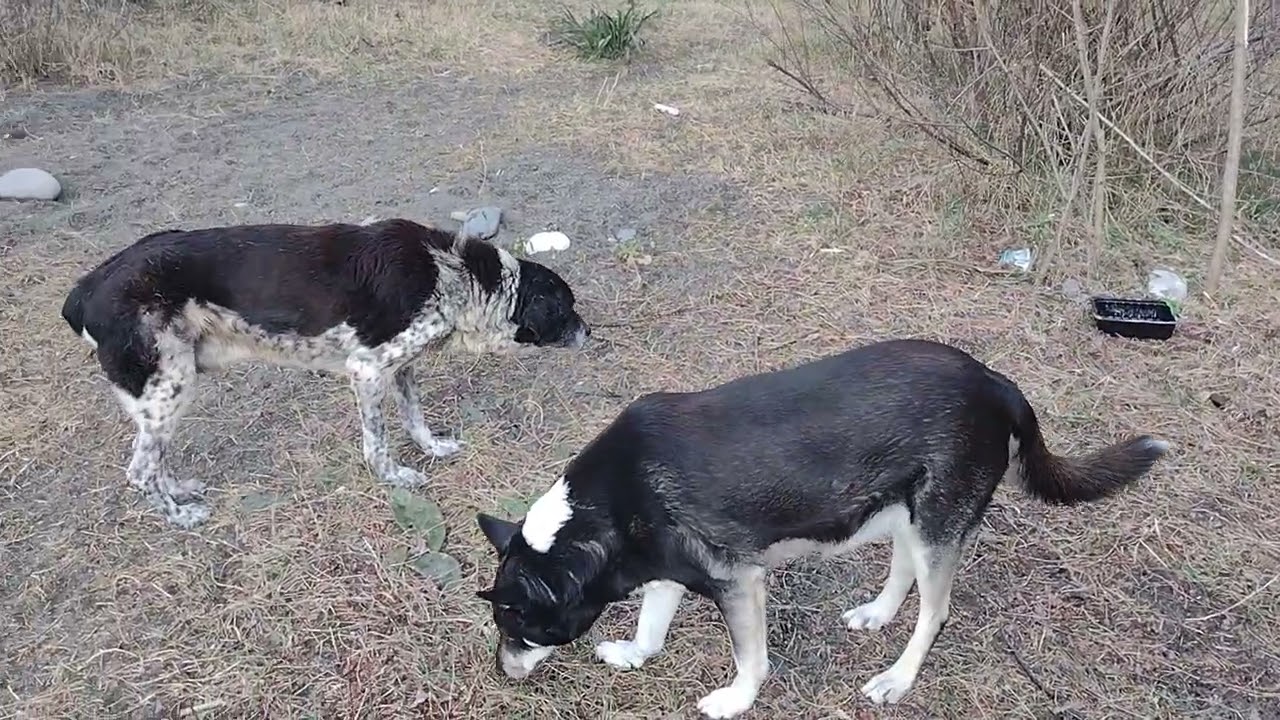 We feed homeless dogs.