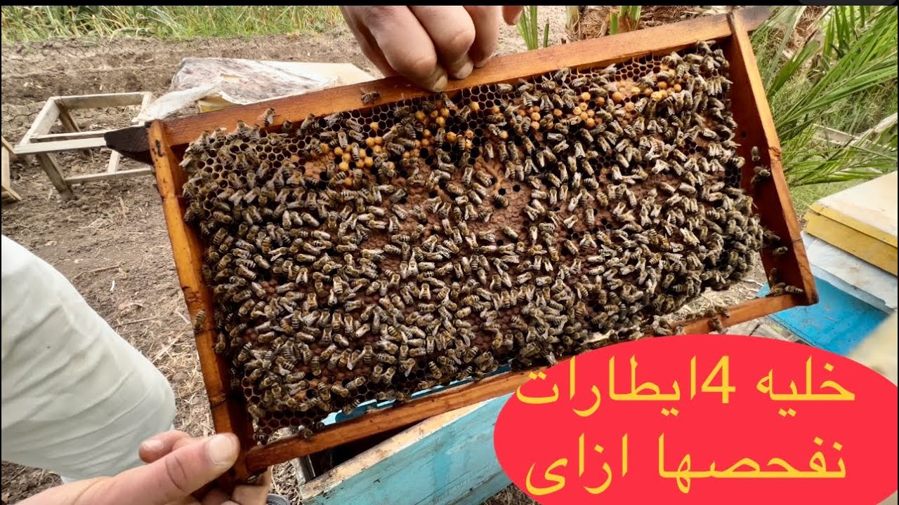 خليه نحل بها 4ايطارات وعاوز تعرف هتعمل ايه