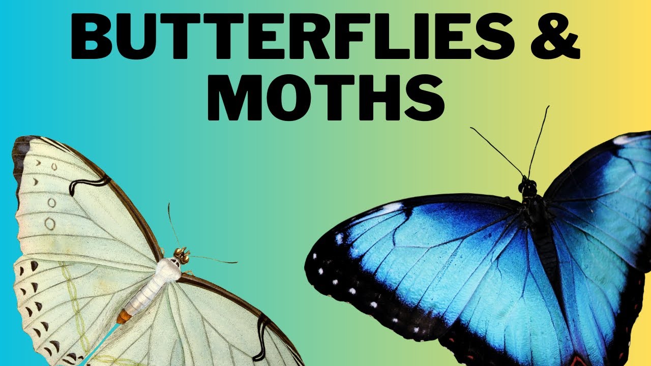 Butterflies and Moths - Educational Video for Kids