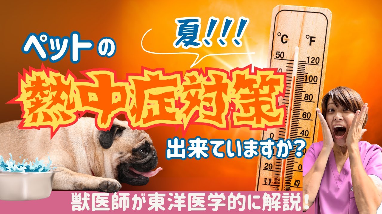 夏!!!ペットの熱中症対策出来ていますか？| 獣医師が東洋医学的に解説