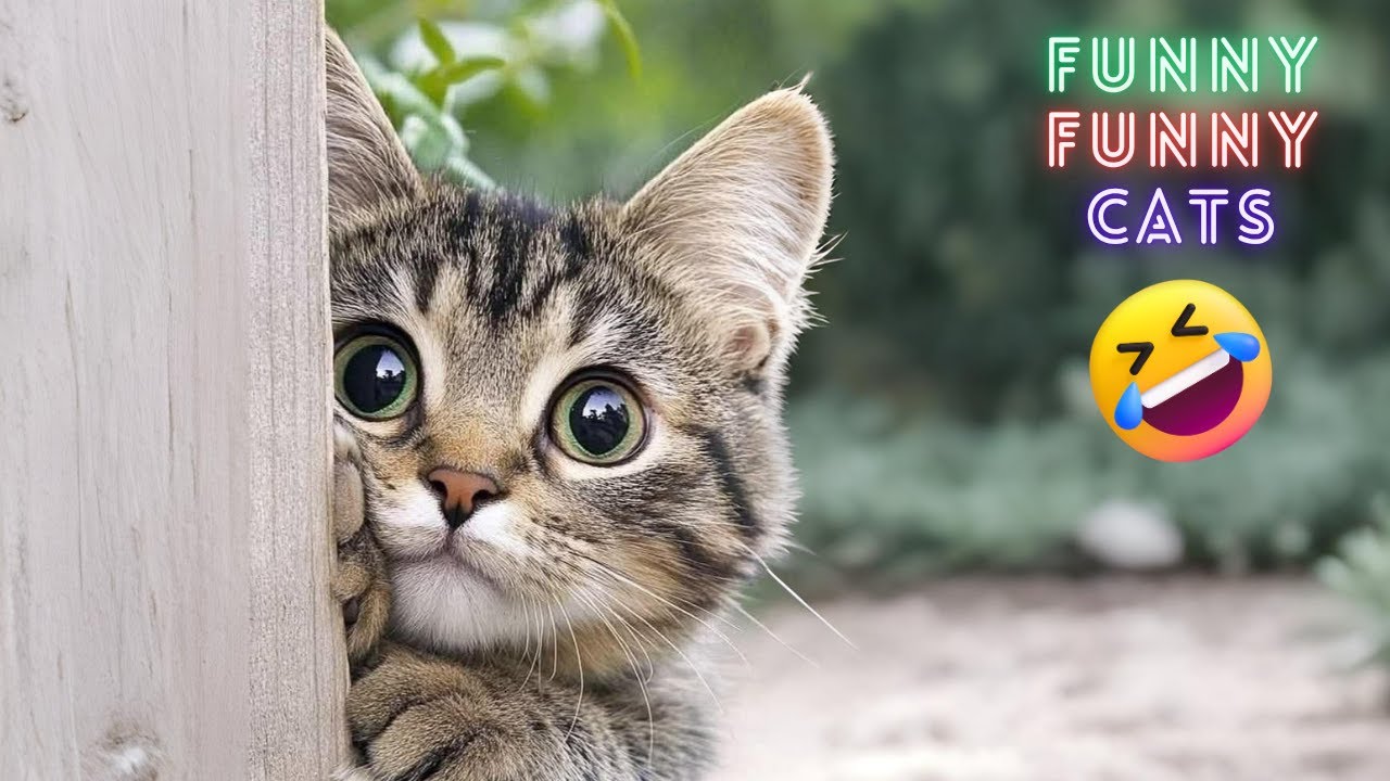 Cats Doing The Funniest Things Ever | Funny Cat Moments 2025 😂