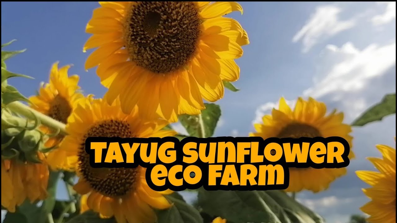 Sunflower Eco Farm- Tayug, Pangasinan