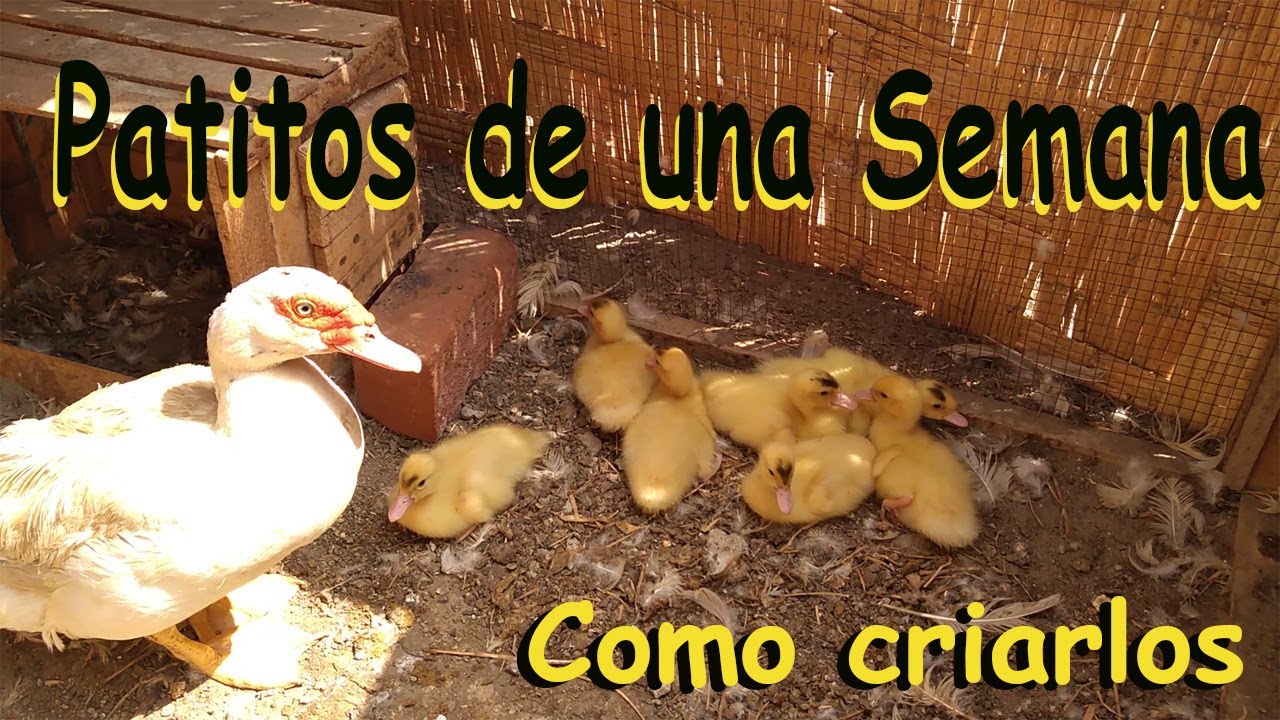 CRIANZA DE PATO CRIOLLO EN CASA.  PRIMERA SEMANA.