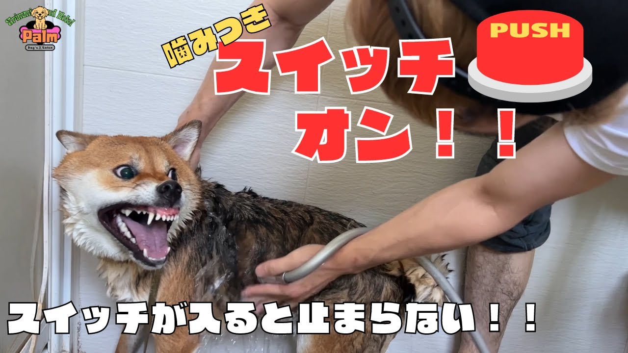 柴犬の噛み犬をトリミング！！【来店1回目】