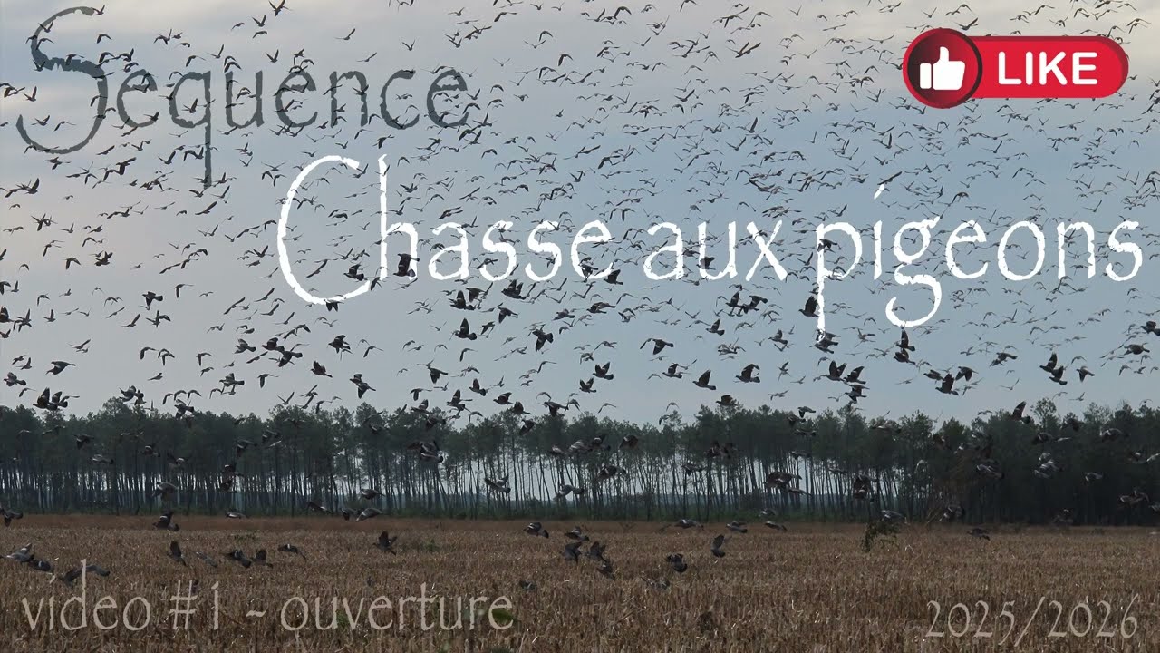 Ouverture chasse aux pigeons 2025/2026