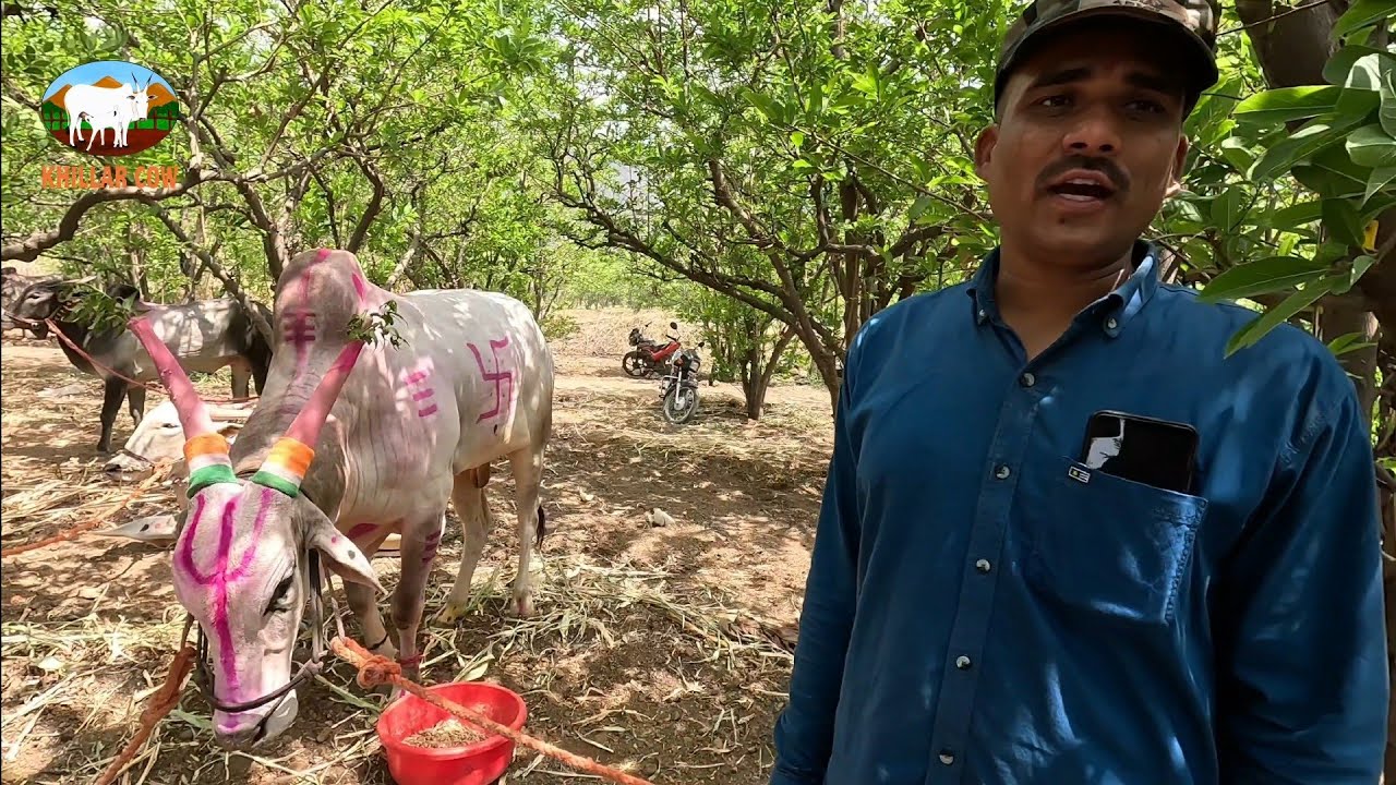 फौजी ग्रुप बुलढाणा यांचा🌾 बब्या 🌾/ बैलगाडी शर्यत/ khillar cow