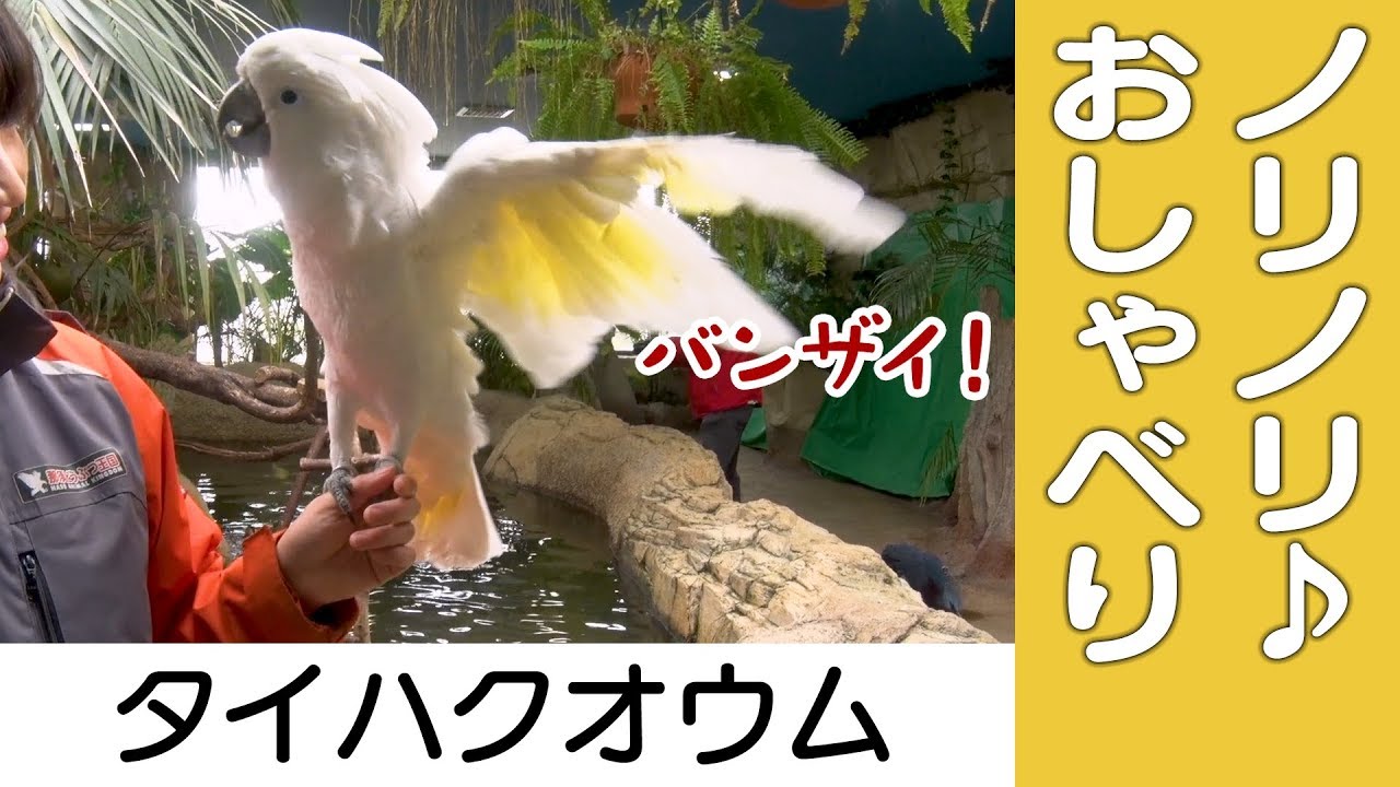 【タイハクオウム】ノリノリ♪おしゃべりタイム＠那須どうぶつ王国 White Cockatoo - Chatting With Zoo Keeper