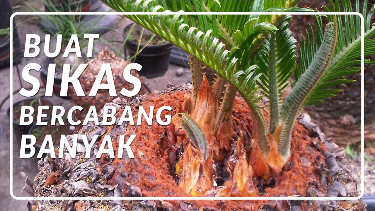 Rahasia Membuat Sikas Bercabang yang Tak Banyak Diketahui