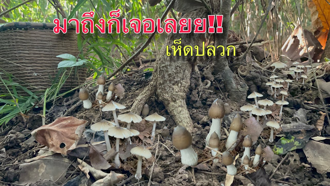 ไม่ต้องพัก!!!มาถึงก็ลุยป่าเลยย!!ล่าเห็ดปลวกงานนี้ไม่ผิดหวังดีใจสุดๆได้เจอแบบนี้!!(29/09/67)
