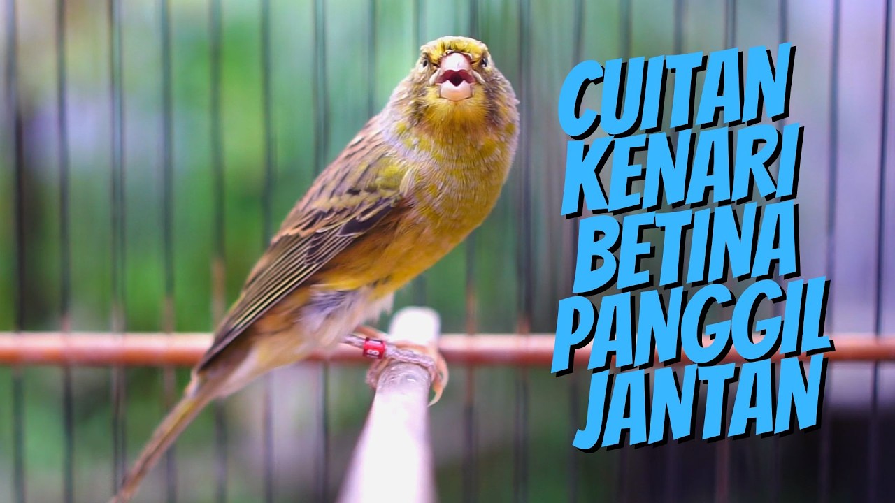 CUITAN KENARI BETINA PANGGIL JANTAN AMPUH BIKIN GACOR KENARI MALES BUNYI DAN TERAPI KENARI MACET