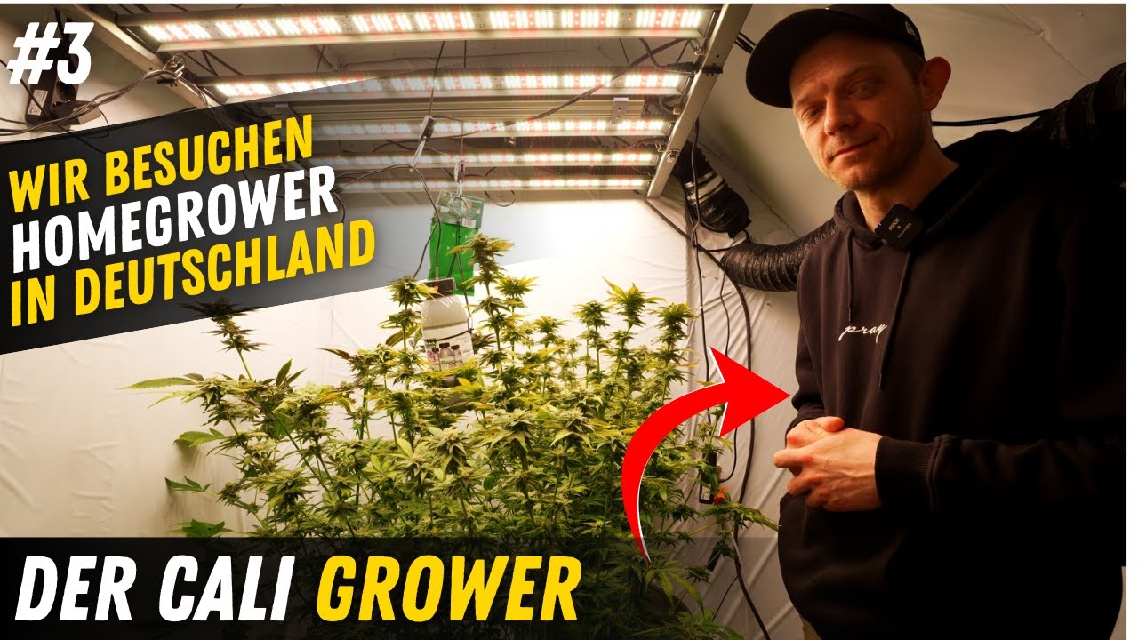 Wir besuchen Grower in ganz Deutschland und zeigen ihren Garten heute mit Sasha der Cali GROWER