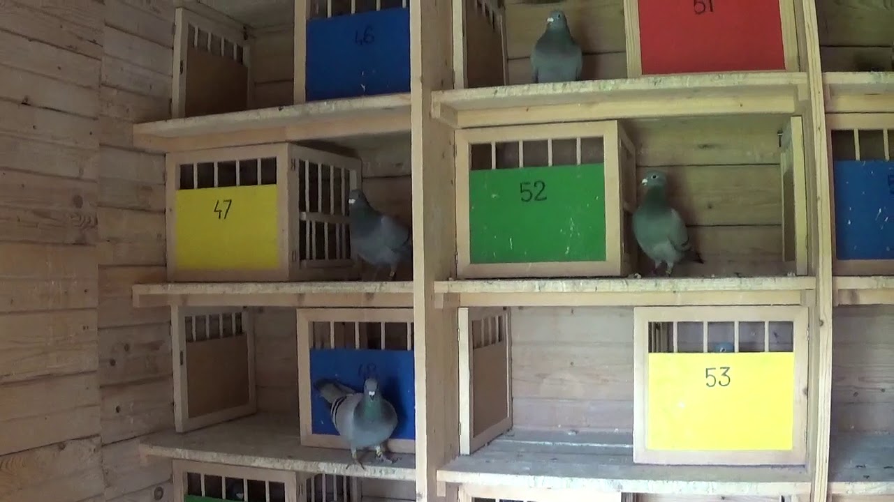 Racing Pigeon Tandem Simion Emil & Dumitran Stelian Romania flying females 2020 May 24