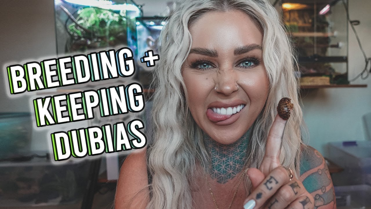 HOW TO EASILY BREED DUBIA ROACHES 🪳