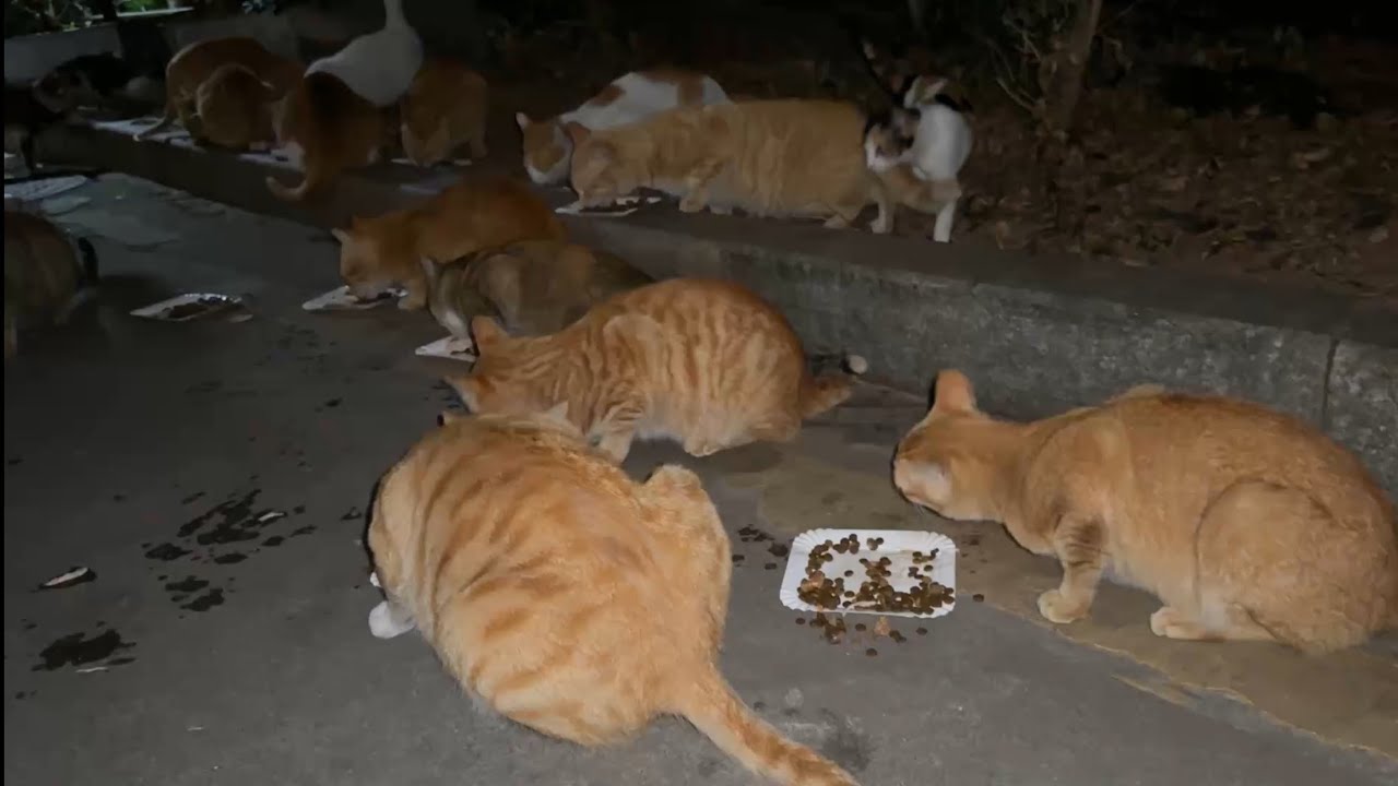 过年了很多人都回家，成群结队的流浪猫都找不到食物