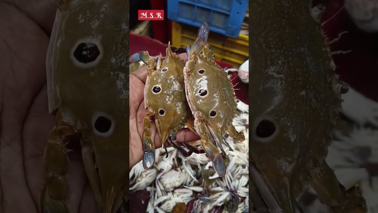 Spotted crabs ₹400 | Red crabs & Zila crabs rates
