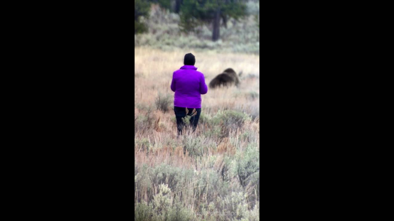 CLOSE CALL - How to get attacked by a Grizzly Bear - Yellowstone